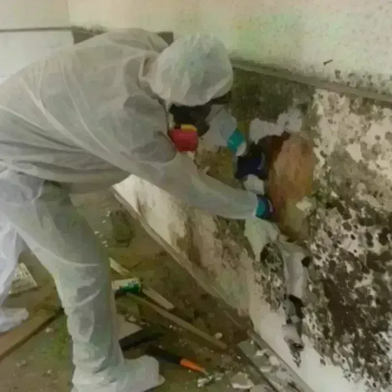 Mold Remediation and Removal in Concord, CA